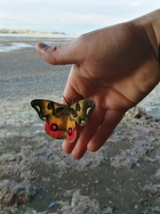 Polythysana rubrescens