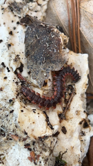 Pseudopolydesmus canadensis