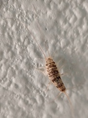 Thermobia domestica