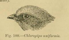 Olive Manakin photo 2