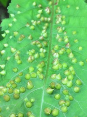 Phylloxera caryaefallax