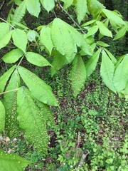 Phylloxera caryaefallax