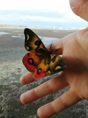 Polythysana rubrescens