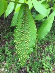 Phylloxera caryaefallax