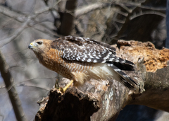 Buteo lineatus lineatus