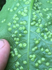 Phylloxera caryaefallax