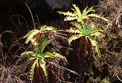 Sonchus daltonii