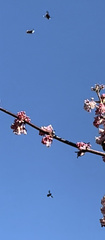 Apis mellifera