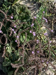 Limonium companyonis
