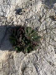 Limonium companyonis