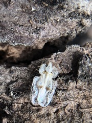 Corythucha ciliata