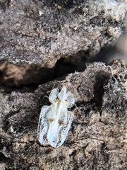 Corythucha ciliata