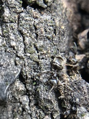 Formicidae