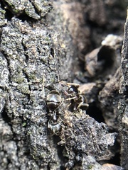 Formicidae