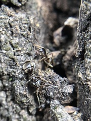 Formicidae