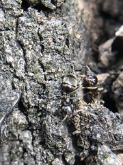 Formicidae