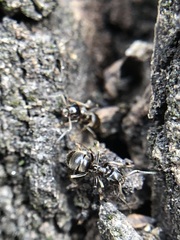 Formicidae