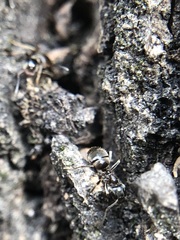 Formicidae