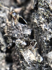 Formicidae