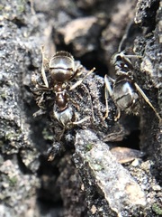 Formicidae