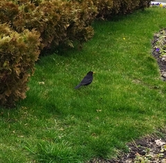 Turdus merula