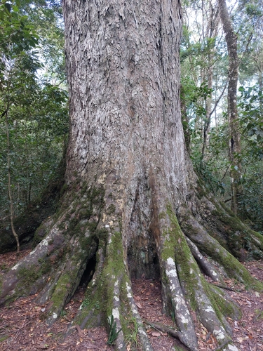 Outeniqua Yellowwood