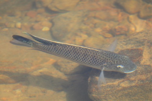 Redbreast Tilapia