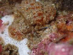 Eudistoma psammion