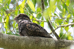 Caprimulgus jotaka