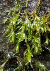 Cinclidotus fontinaloides