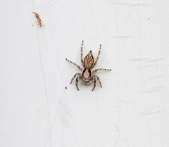 Menemerus bivittatus