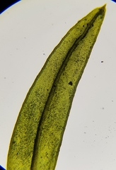 Cinclidotus fontinaloides