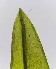 Cinclidotus fontinaloides