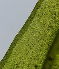 Cinclidotus fontinaloides