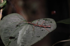 Exocnophila