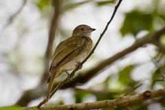 Pale-Bellied Tyrant-Manakin photo 4