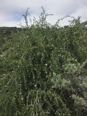 Peraphyllum ramosissimum