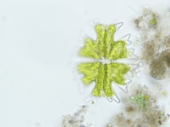 Micrasterias americana