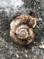 Gastropoda
