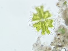 Micrasterias americana