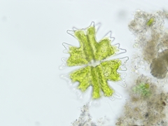 Micrasterias americana