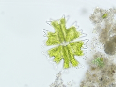 Micrasterias americana