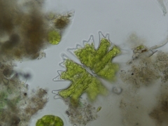 Micrasterias americana