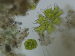 Micrasterias americana