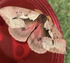 Dirphiopsis multicolor