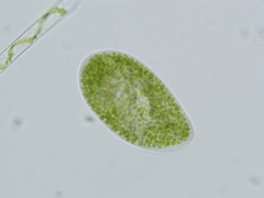 Paramecium bursaria