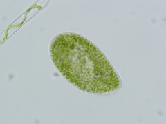 Paramecium bursaria