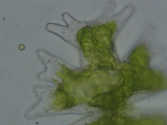 Micrasterias americana