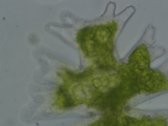 Micrasterias americana