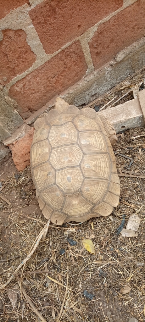 African Spurred Tortoise in March 2022 by soglohoun · iNaturalist